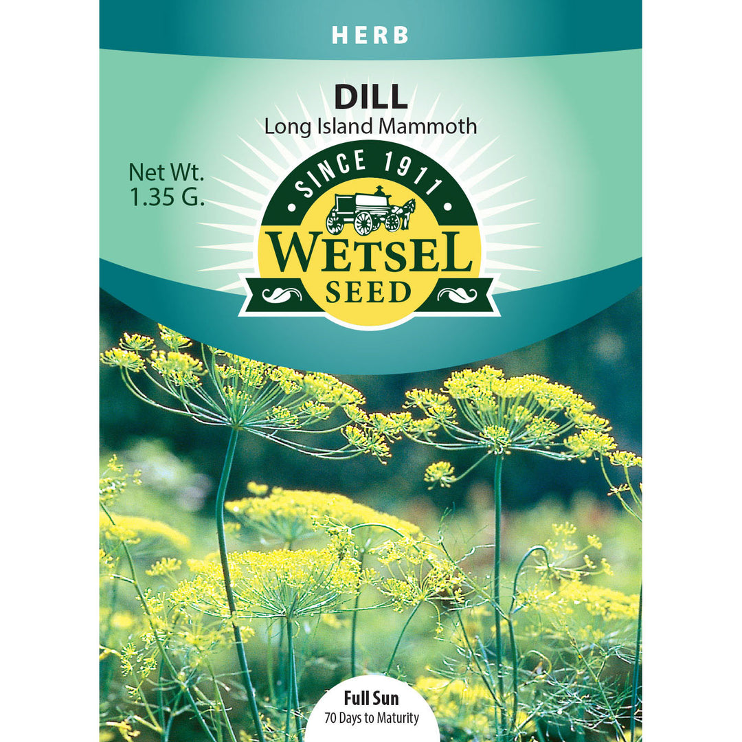 Wetsel Seed™ Dill Long Island Mammoth Heirloom Seed