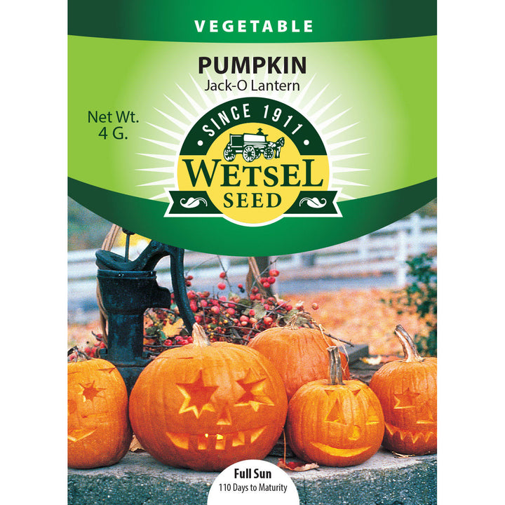 Wetsel Seed™ Pumpkin Jack-O-Lantern Seed