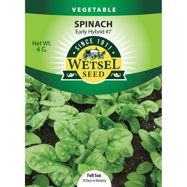 Wetsel Seed™ Spinach Early Hybrid #7 Seed