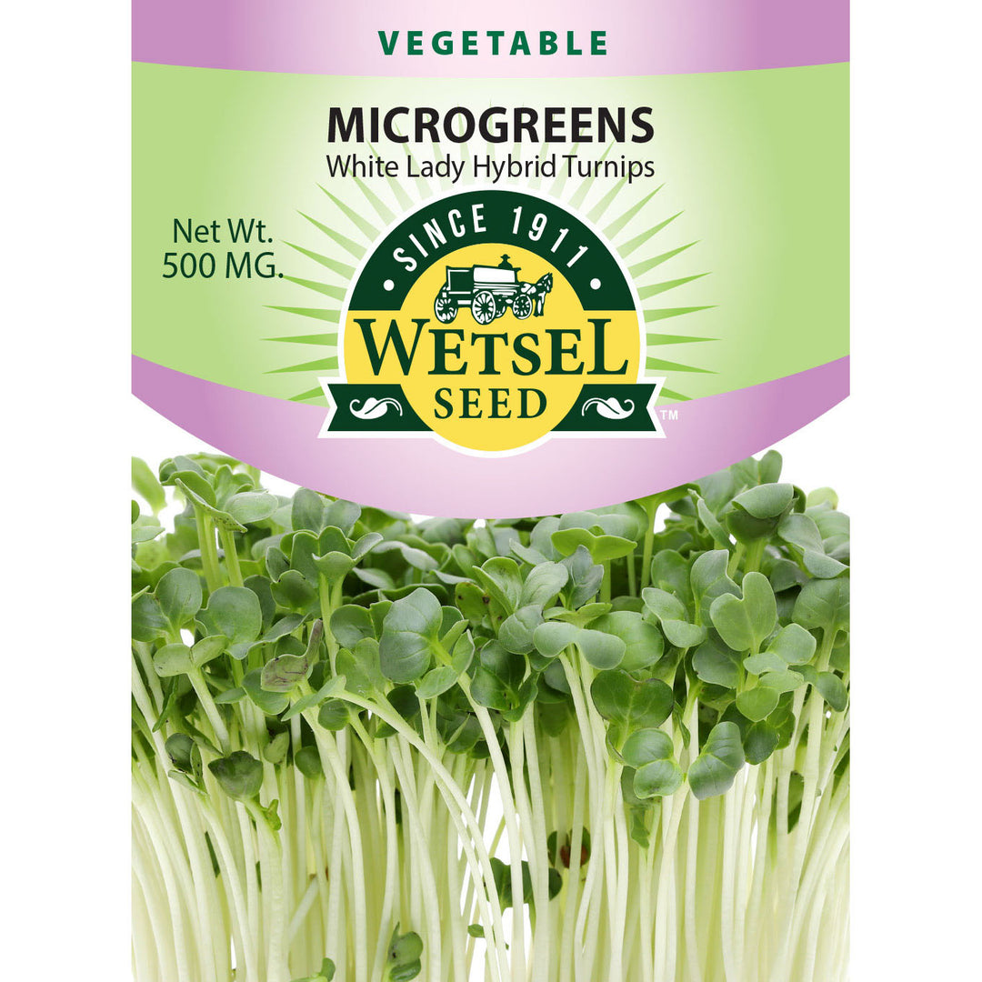 Wetsel Seed™ Microgreens White Lady Hybrid Turnip Seed