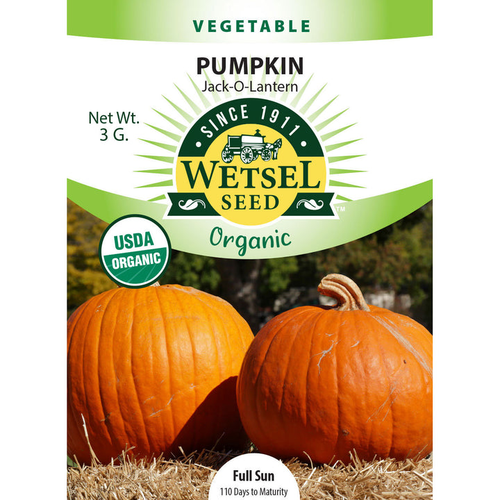 Wetsel Seed™ Organic Jack O' Lantern Pumpkin Seed
