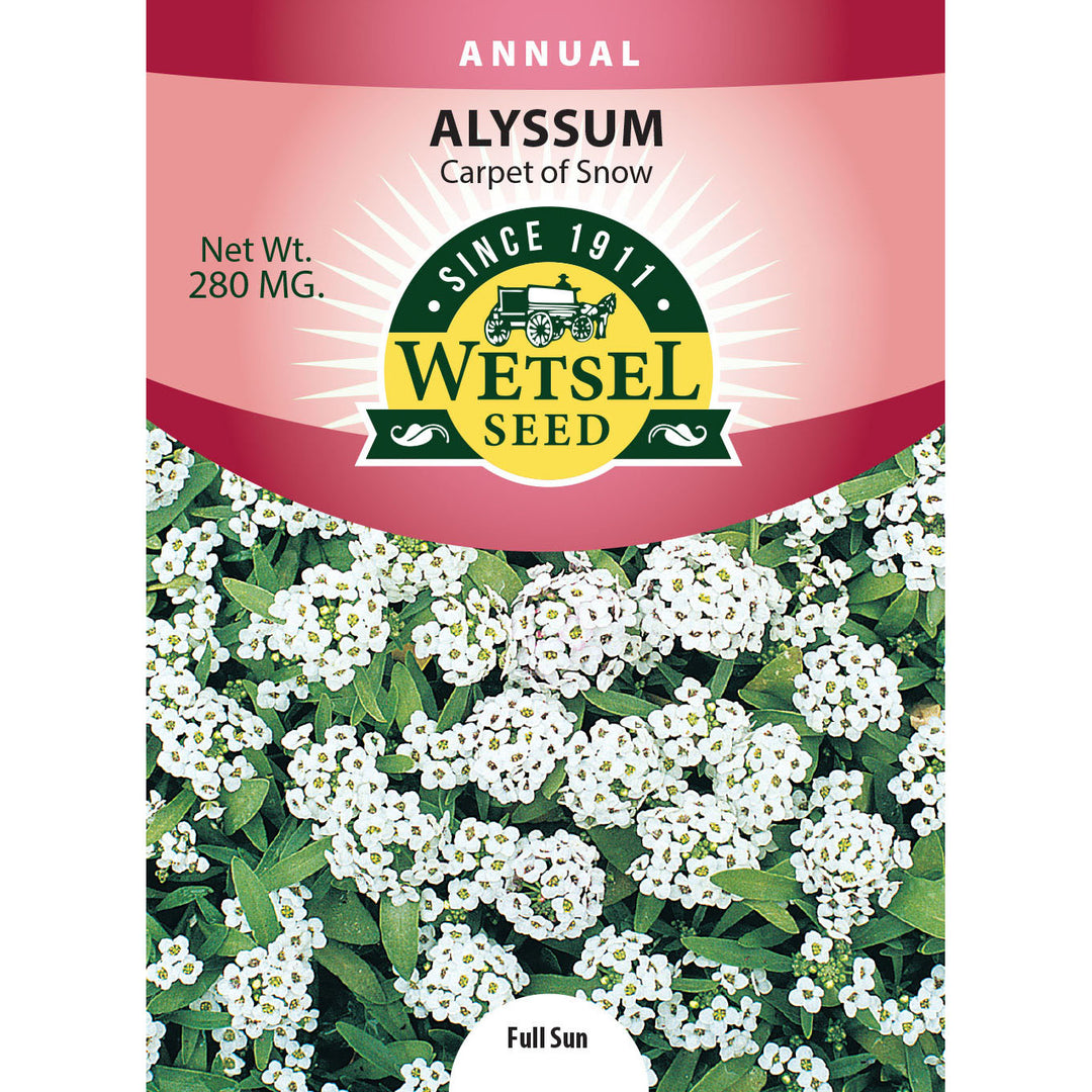 Wetsel Seed™ Alyssum Carpet of Snow Seed
