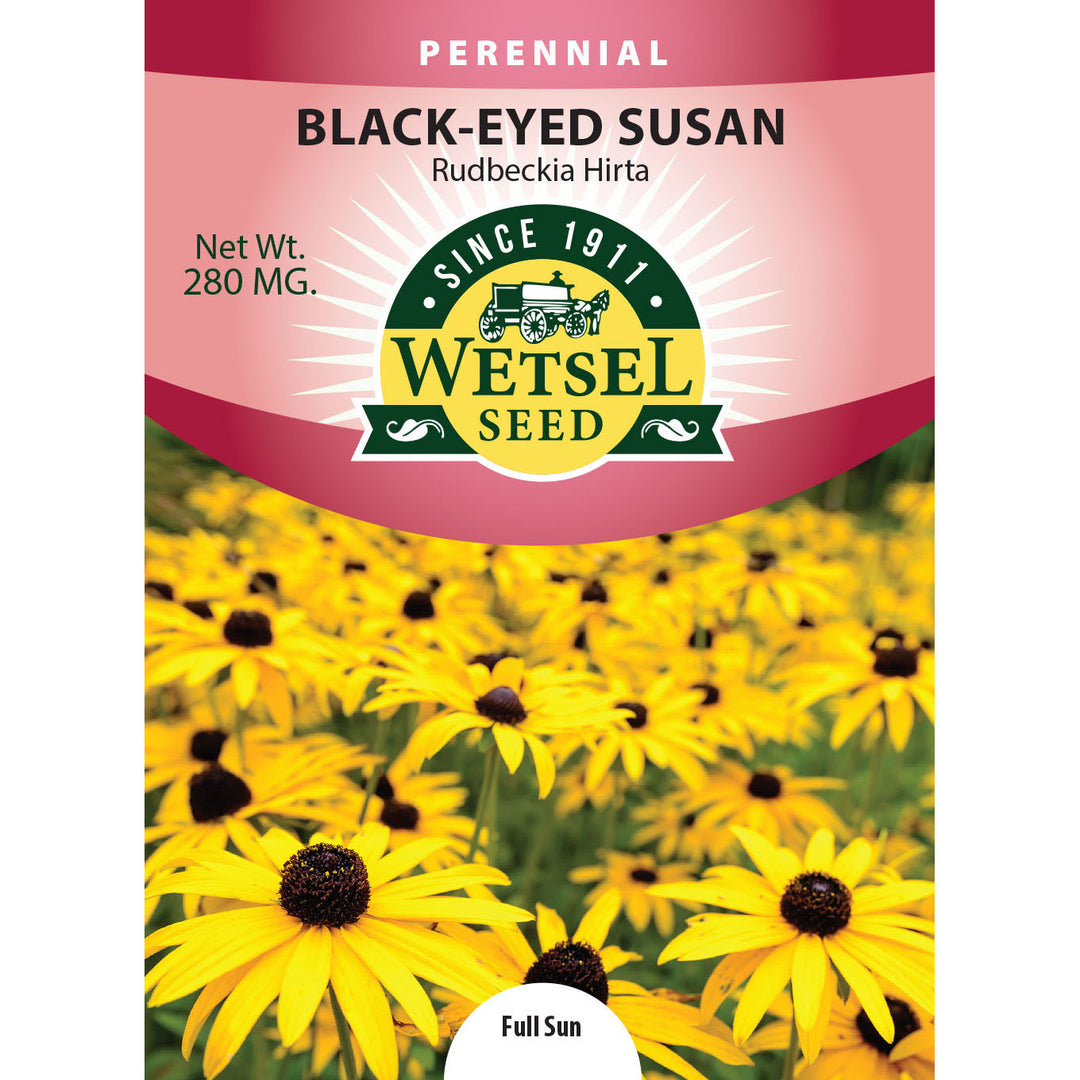 Wetsel Seed™ Rudbeckia Hirta Black Eyed Susan Seed