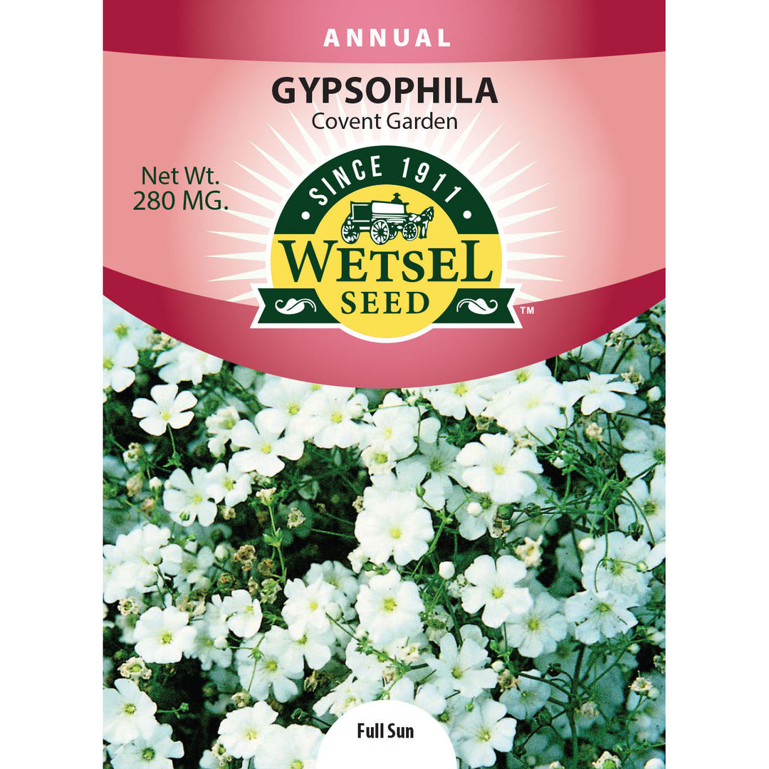 Wetsel Seed™ Gypsophila Covenant Garden Seed