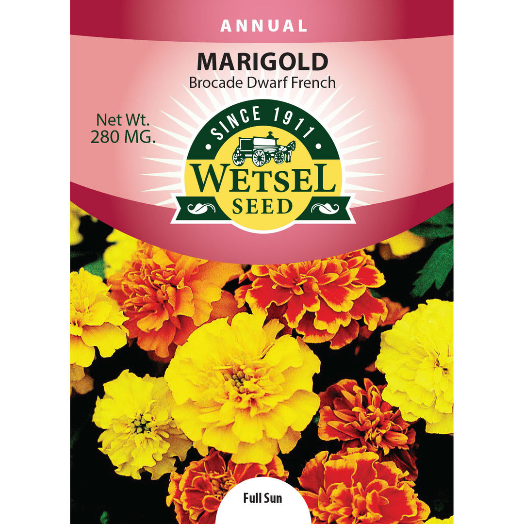 Wetsel Seed™ Marigold Dwarf Brocade Mix Seed