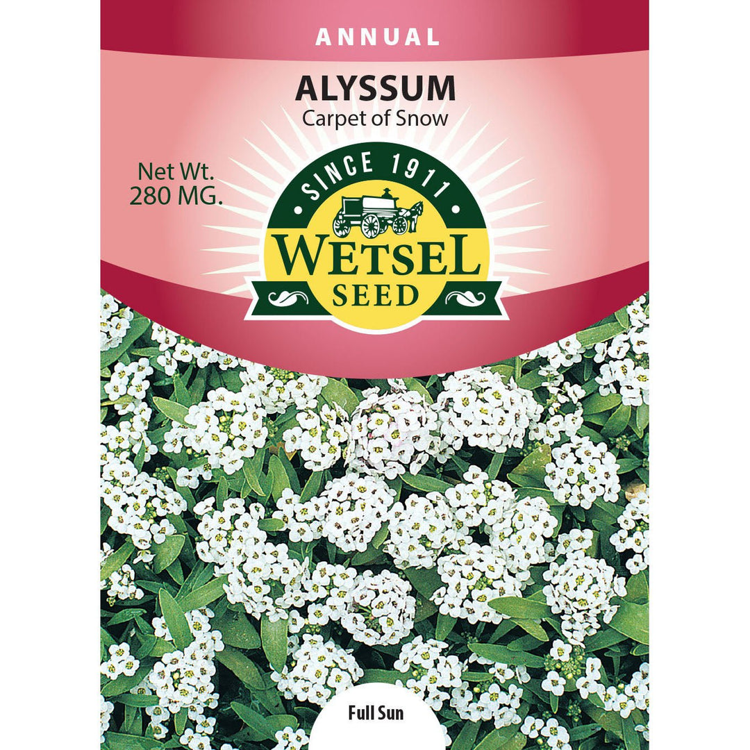 Wetsel Seed™ Alyssum Carpet of Snow Seed - Greenhouse Megastore