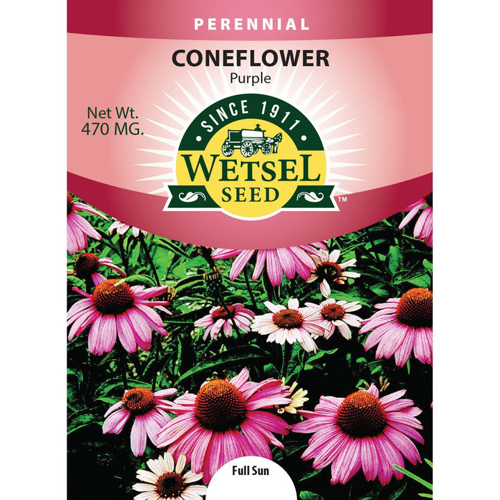 Wetsel Seed™ Coneflower, Echinacea, Purpurea - Greenhouse Megastore