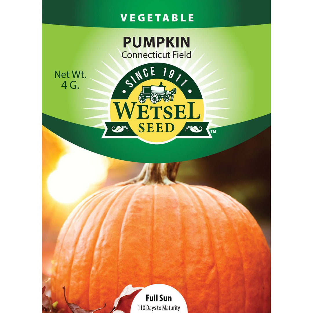 Wetsel Seed™ Connecticut Field Pumpkin Seed - Greenhouse Megastore