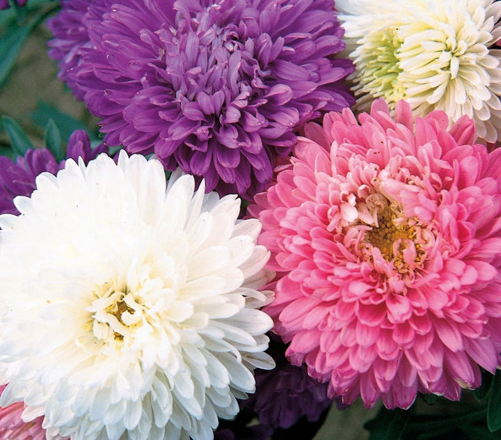 Wetsel Seed™ Crego Mixed Aster Seed - Greenhouse Megastore