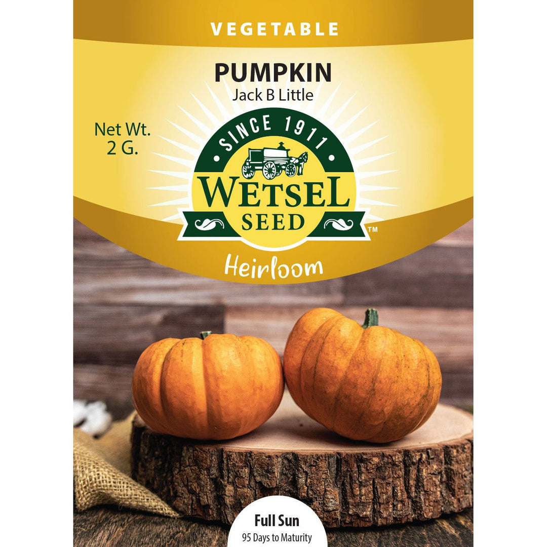 Wetsel Seed™ Heirloom Pumpkin Jack B Little Seed - Greenhouse Megastore