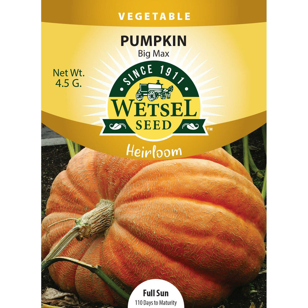 Wetsel Seed™ Heriloom Pumpkin Big Max Seed - Greenhouse Megastore