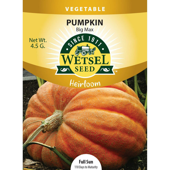 Wetsel Seed™ Heriloom Pumpkin Big Max Seed - Greenhouse Megastore