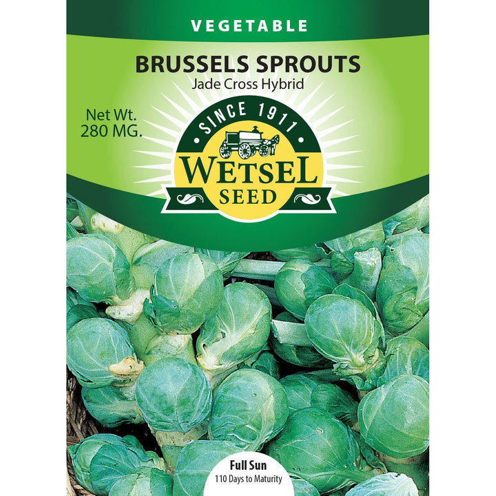 Wetsel Seed™ Hybrid Jade Cross Brussel Sprouts Seed - Greenhouse Megastore