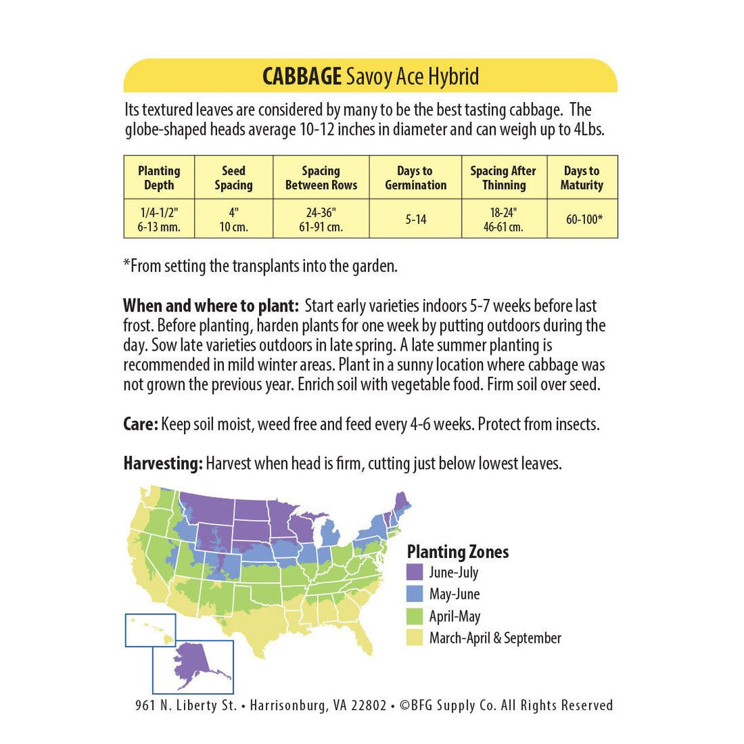 Wetsel Seed™ Hybrid Savoy Ace Cabbage Seed - Greenhouse Megastore