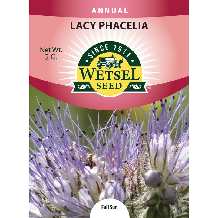 Wetsel Seed™ Lacy Phacelia Seed - Greenhouse Megastore