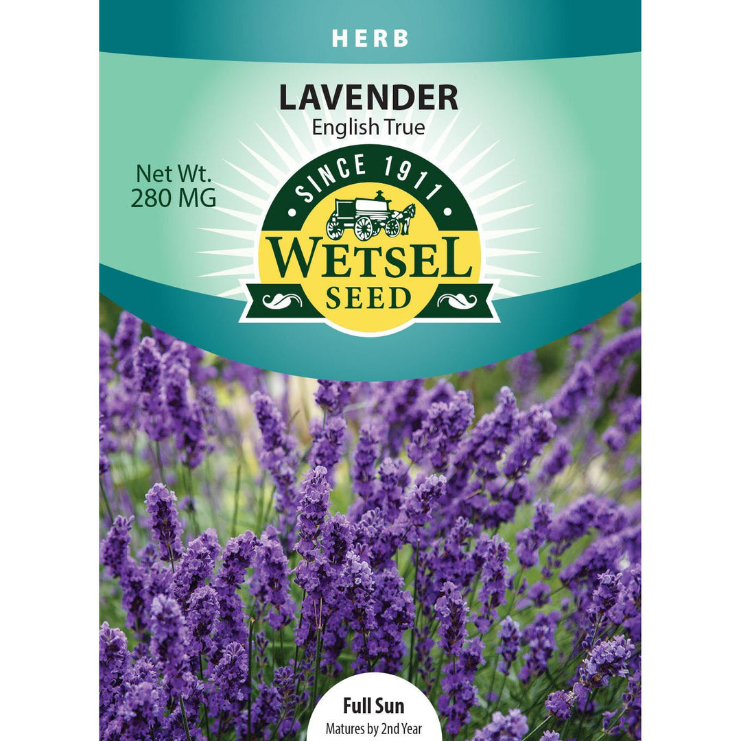 Wetsel Seed™ Lavender English True Seed - Greenhouse Megastore