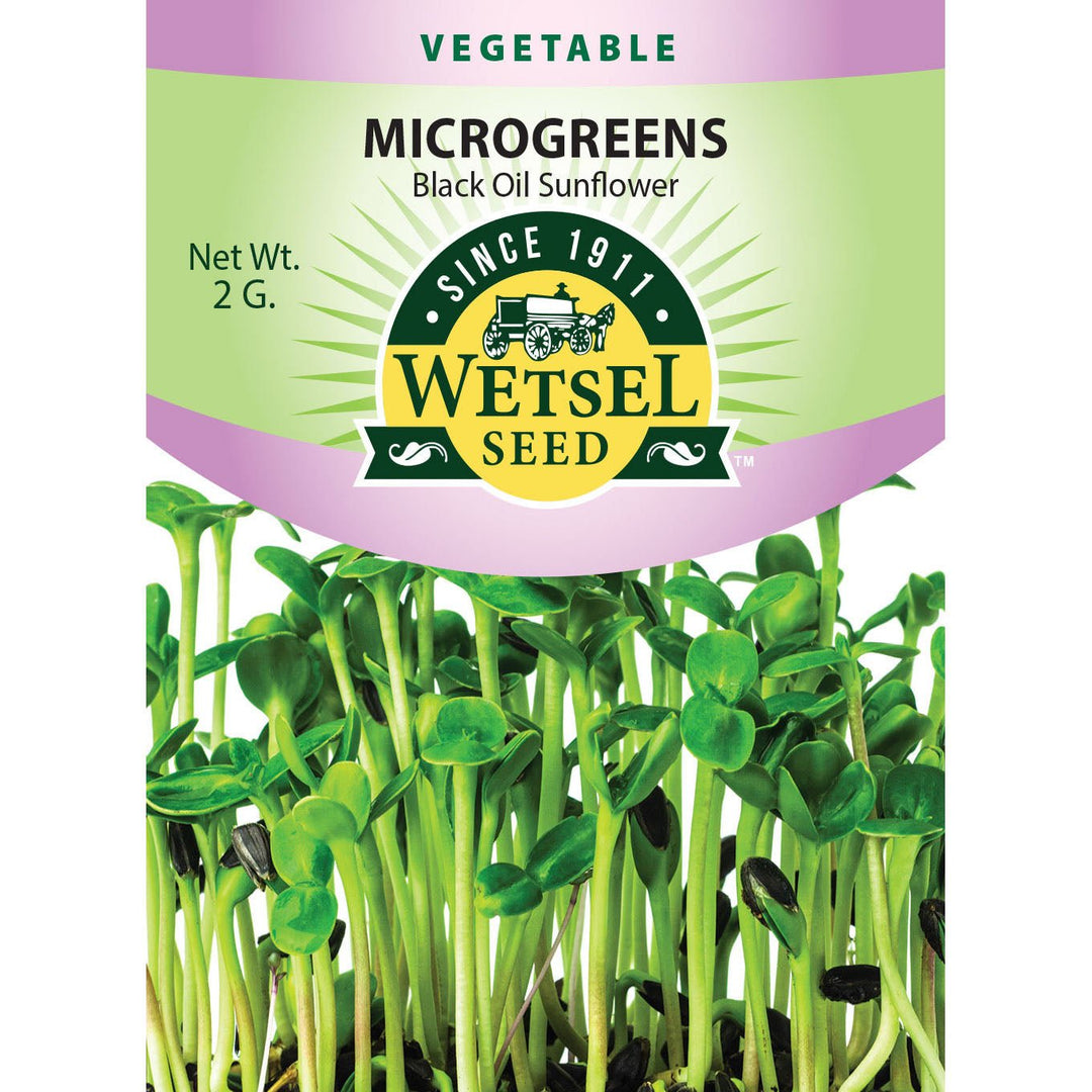 Wetsel Seed™ Microgreens Black Oil Sunflower Seed - Greenhouse Megastore
