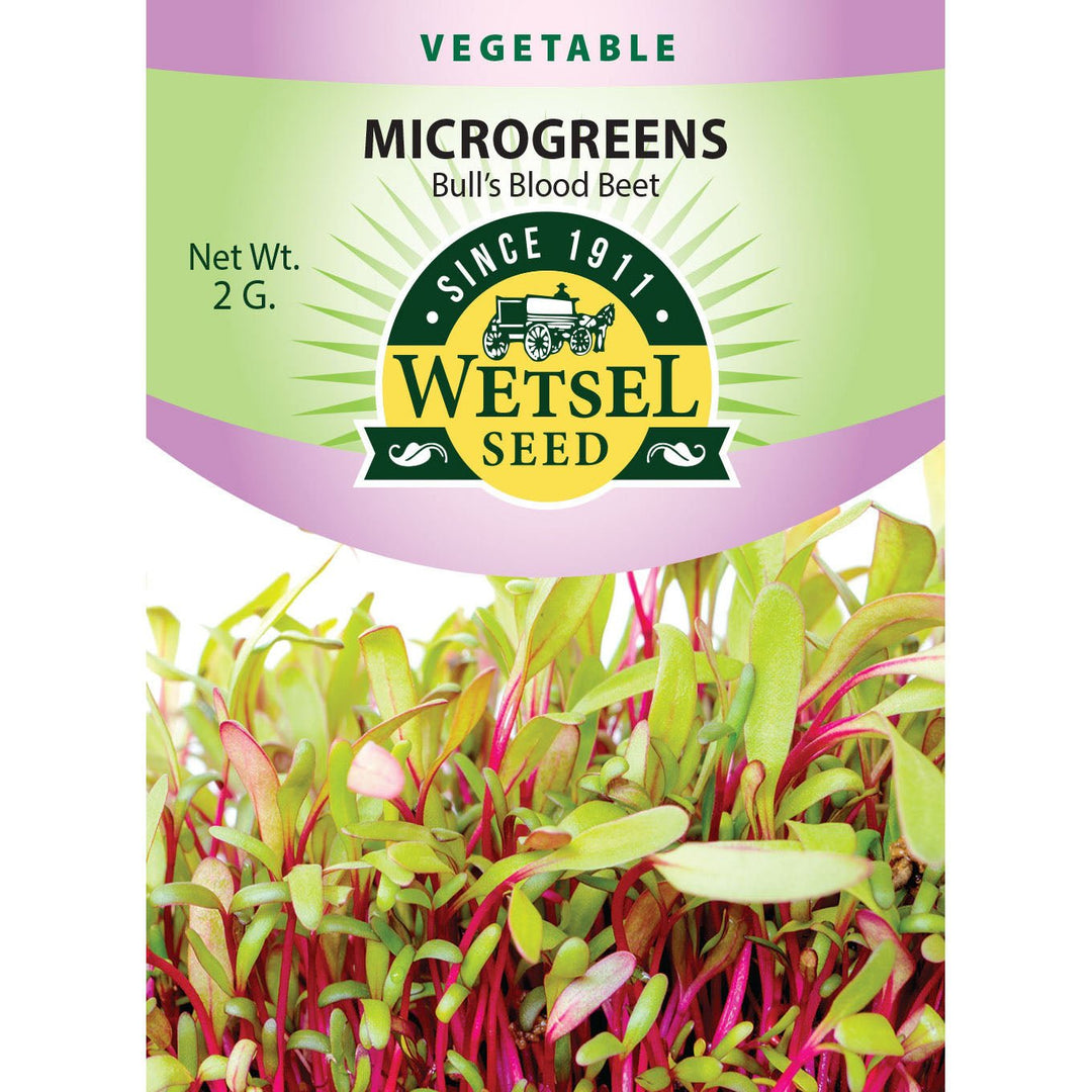 Wetsel Seed™ Microgreens Bull's Blood Beet Seed - Greenhouse Megastore