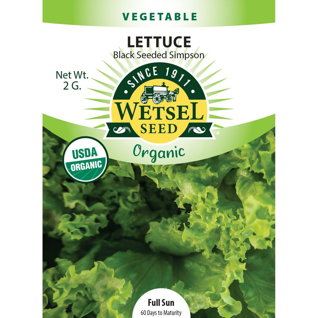 Wetsel Seed™ Organic Black Seeded Simpson Lettuce Seed - Greenhouse Megastore