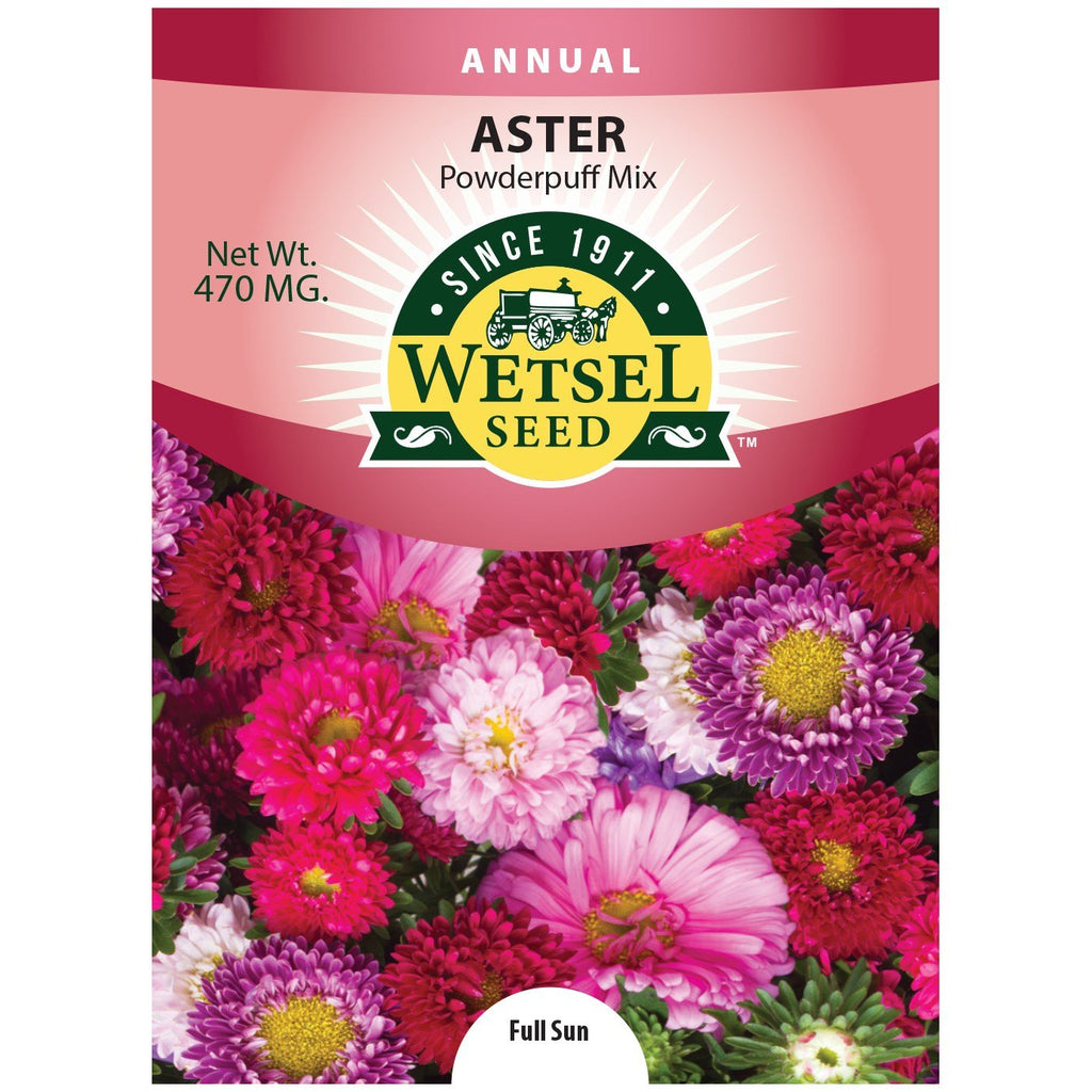 astral seed flower bed Wetsel Seed™ Powderpuff Aster Seed