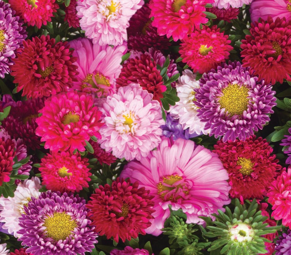 Wetsel Seed™ Powderpuff Aster Seed - Greenhouse Megastore