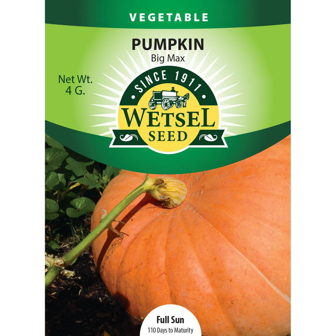 Wetsel Seed™ Pumpkin Big Max Seed - Greenhouse Megastore