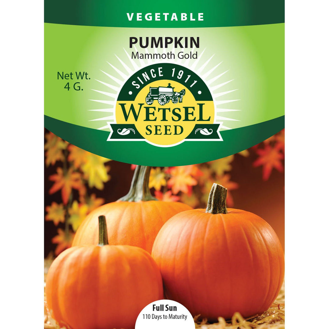 Wetsel Seed™ Pumpkin Mammoth Gold Seed - Greenhouse Megastore