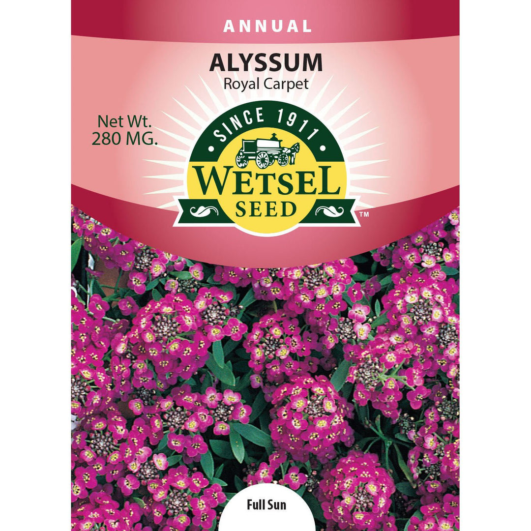 Wetsel Seed™ Royal Carpet Alyssum Seed - Greenhouse Megastore