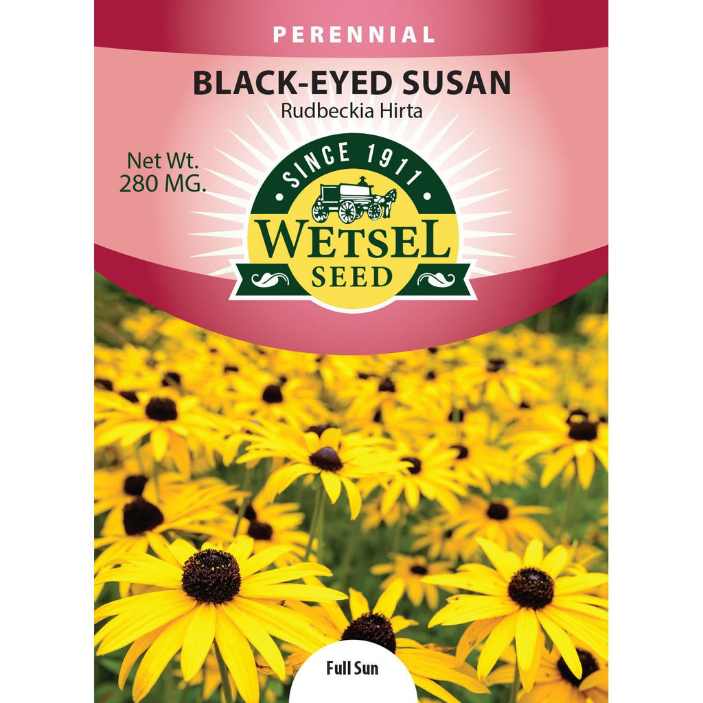 black eyed susan seeds from plant Wetsel Seed Rudbeckia Hirta Black Eyed Susan Seed