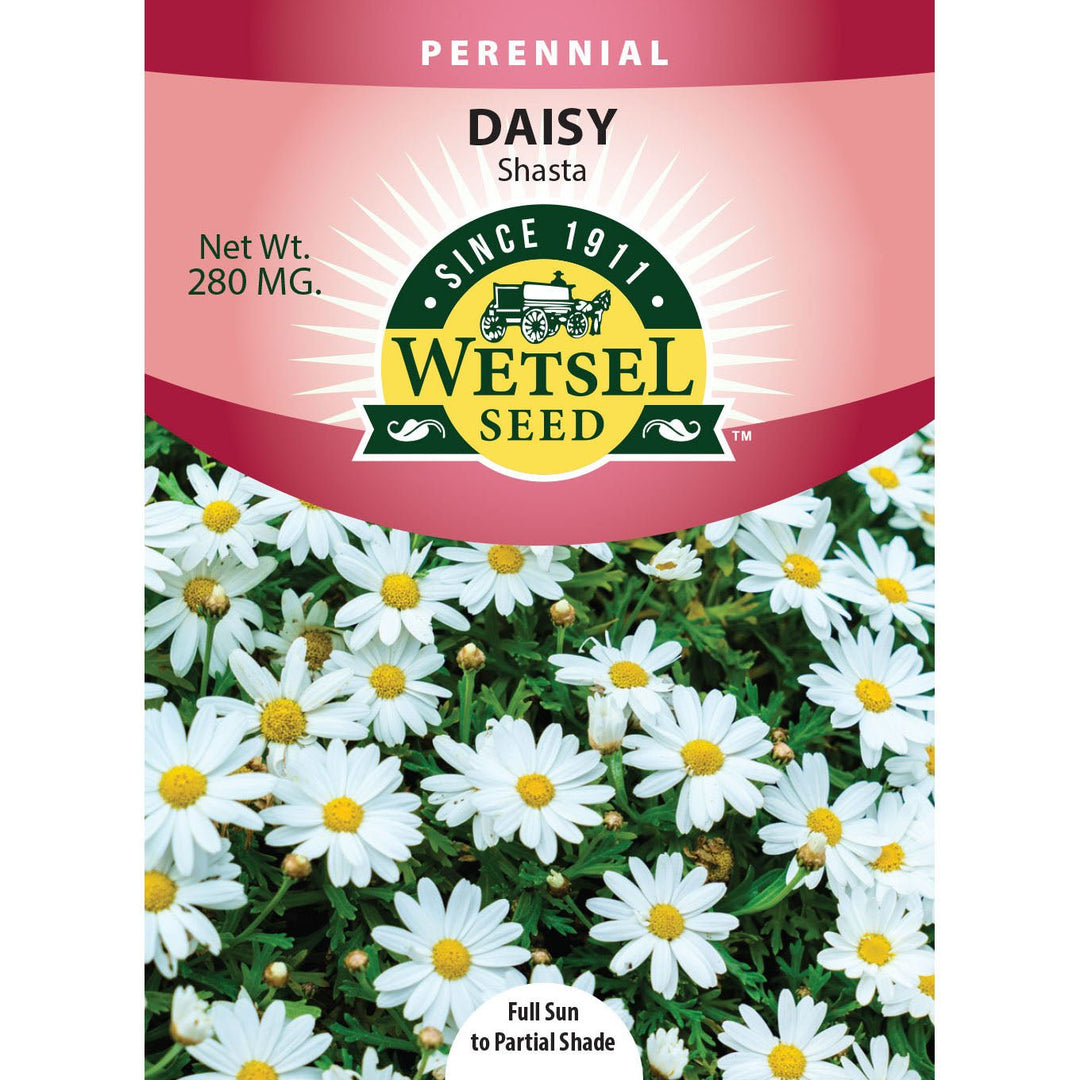 Wetsel Seed™ Shasta Daisy Seed - Greenhouse Megastore