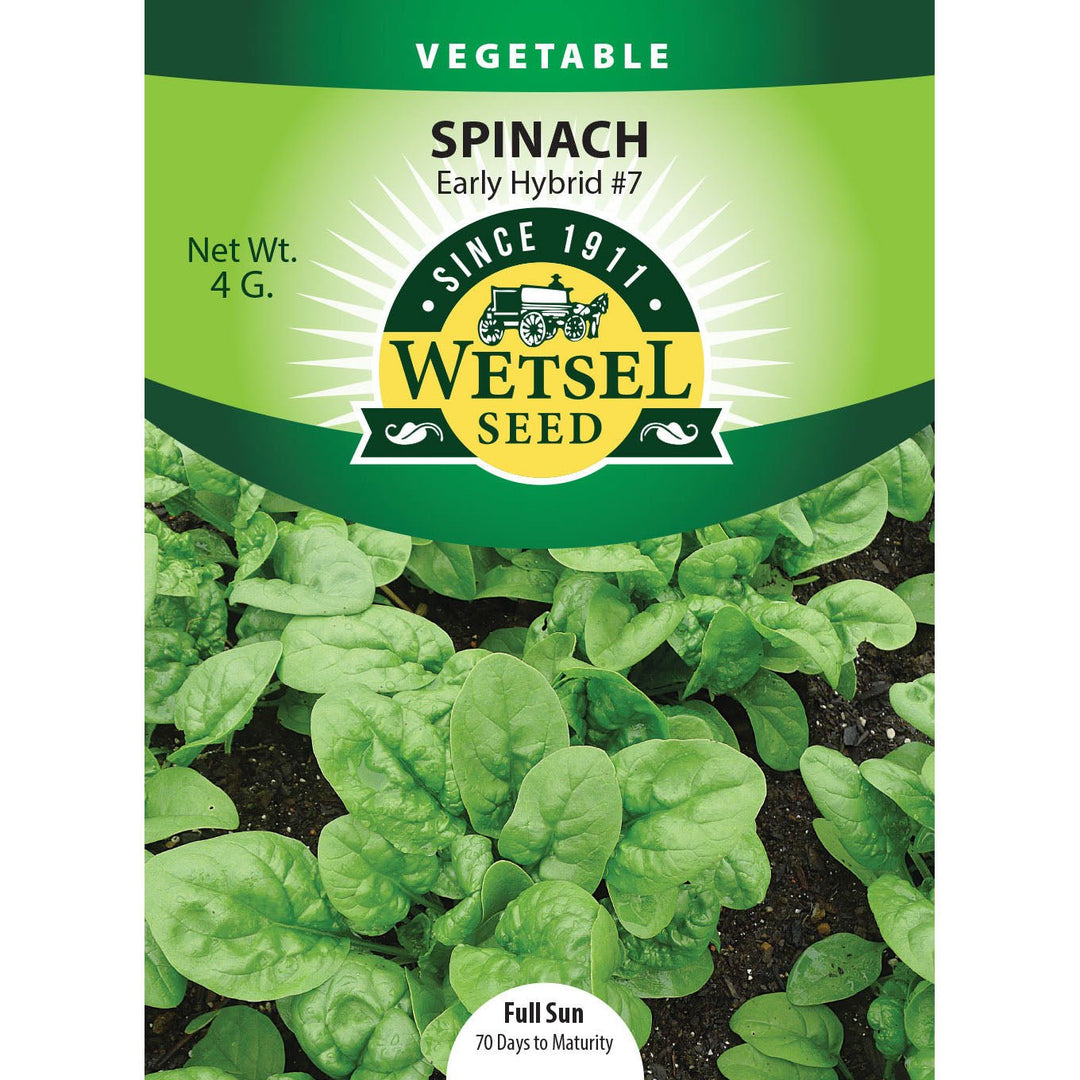 Wetsel Seed™ Spinach Early Hybrid 7 Seed - Greenhouse Megastore