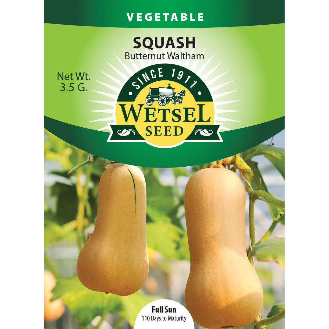 Wetsel Seed™ Squash Butternut Waltham Seed - Greenhouse Megastore
