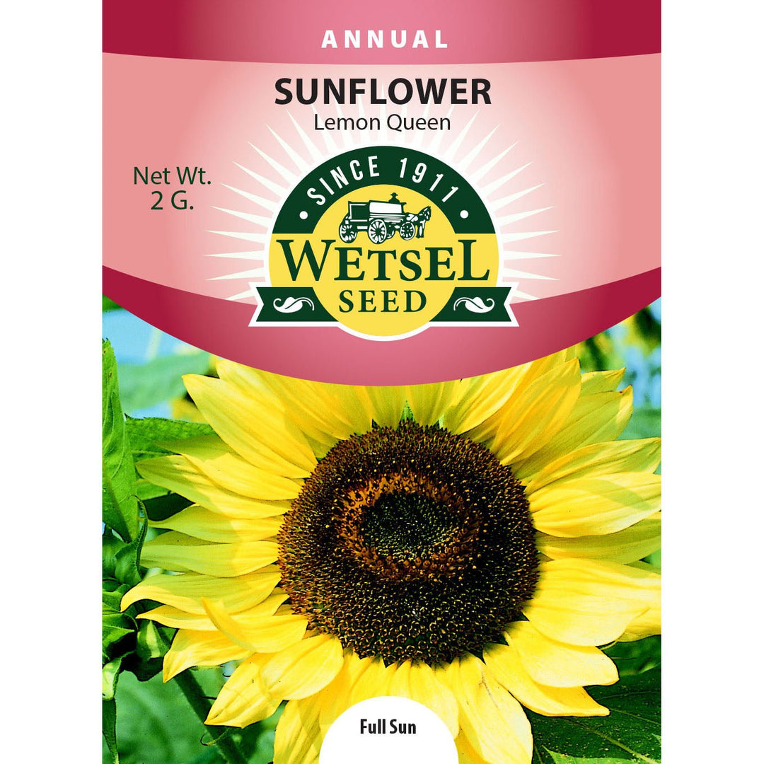 Wetsel Seed™ Sunflower Lemon Queen Seed - Greenhouse Megastore