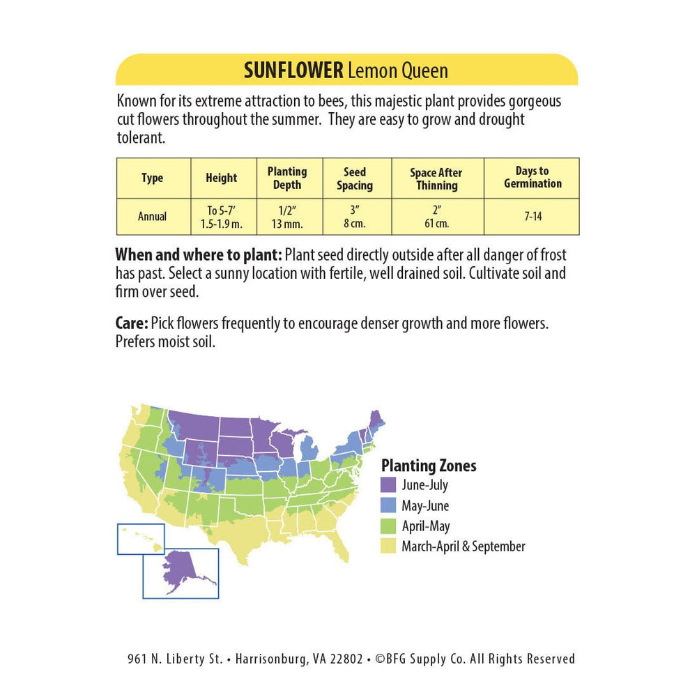 Wetsel Seed™ Sunflower Lemon Queen Seed - Greenhouse Megastore