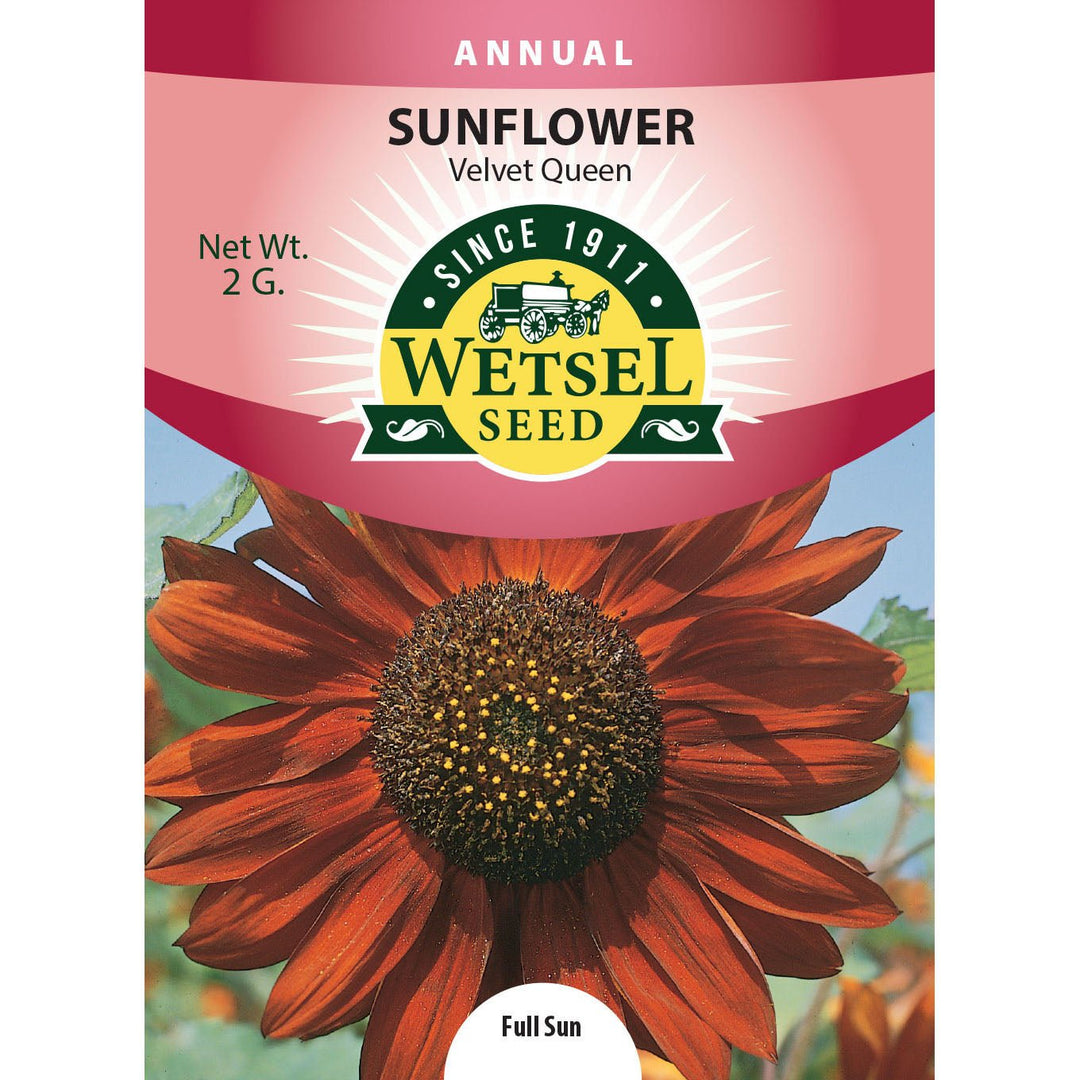 Wetsel Seed™ Sunflower Velvet Queen Seed - Greenhouse Megastore