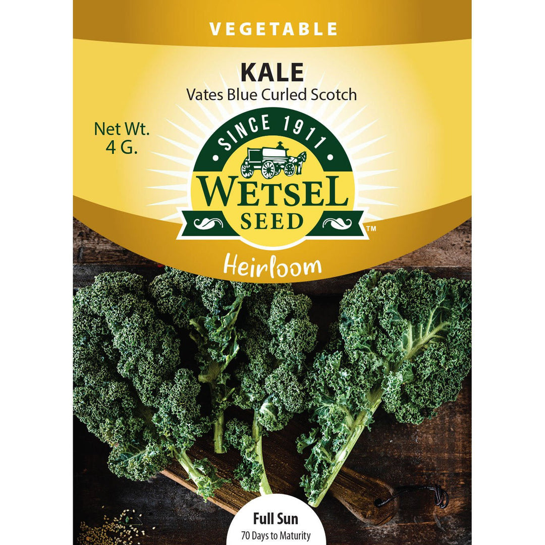 Wetsel Seed™ Vates Blue Curled Kale Seeds - Greenhouse Megastore