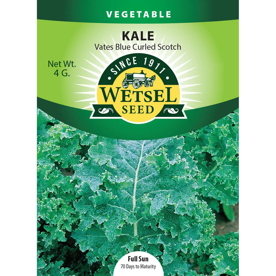 Wetsel Seed™ Vates Blue Curled Scotch Kale Seed - Greenhouse Megastore