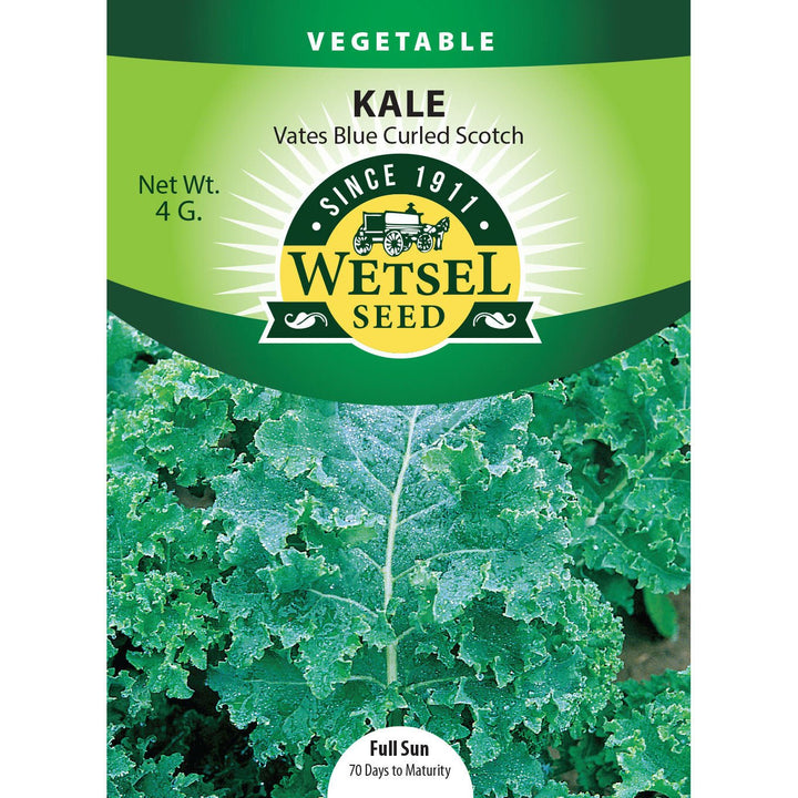 Wetsel Seed™ Vates Blue Curled Scotch Kale Seed - Greenhouse Megastore