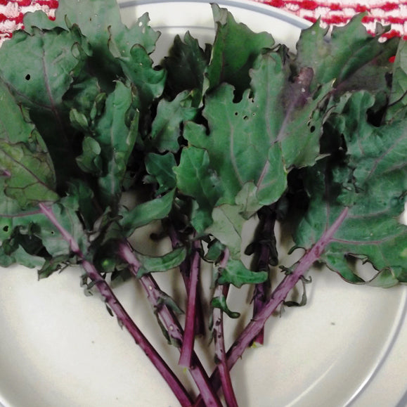 Wetsel Seed™ Microgreen Kale Red Russian Seed