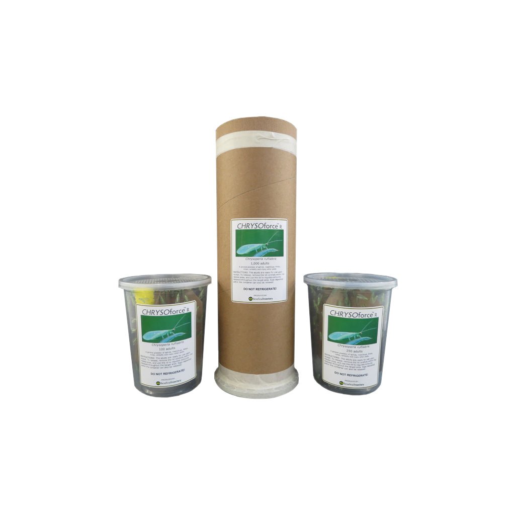 CHRYSOforce™ R Beneficial Insects - Greenhouse Megastore