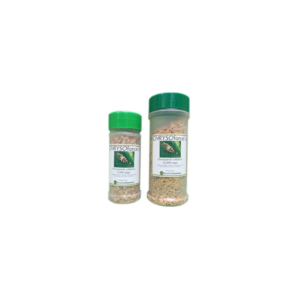 CHRYSOforce™ R Beneficial Insects - Greenhouse Megastore