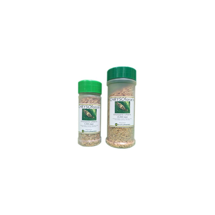 CHRYSOforce™ R Beneficial Insects - Greenhouse Megastore