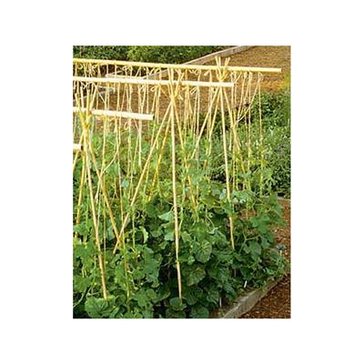 Pack Of 50 Bamboo Tutors 150 Cm (12-14 Mm) - Rods For Plants