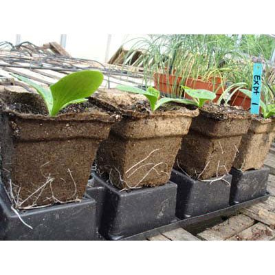 CowPots - Greenhouse Megastore
