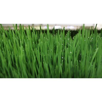 CropKing® FodderKing - Greenhouse Megastore