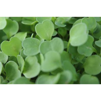 CropKing® Microgreen Rack - Greenhouse Megastore