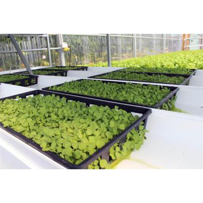 CropKing® Microgreen Rack - Greenhouse Megastore