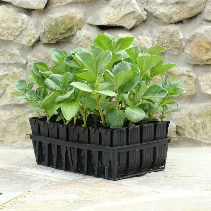 Deep Rootrainer - Greenhouse Megastore