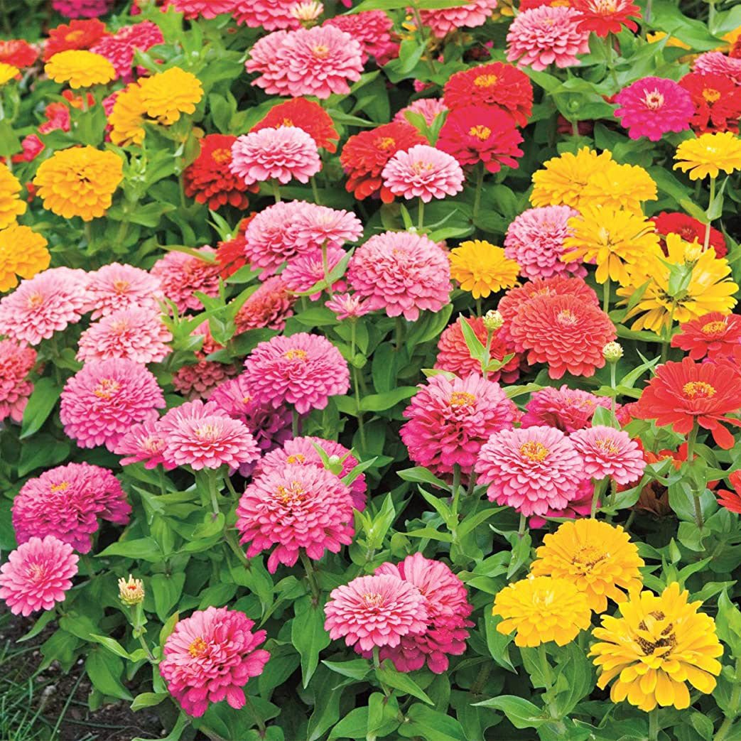 Earth Science® Zinnia Mix - Greenhouse Megastore