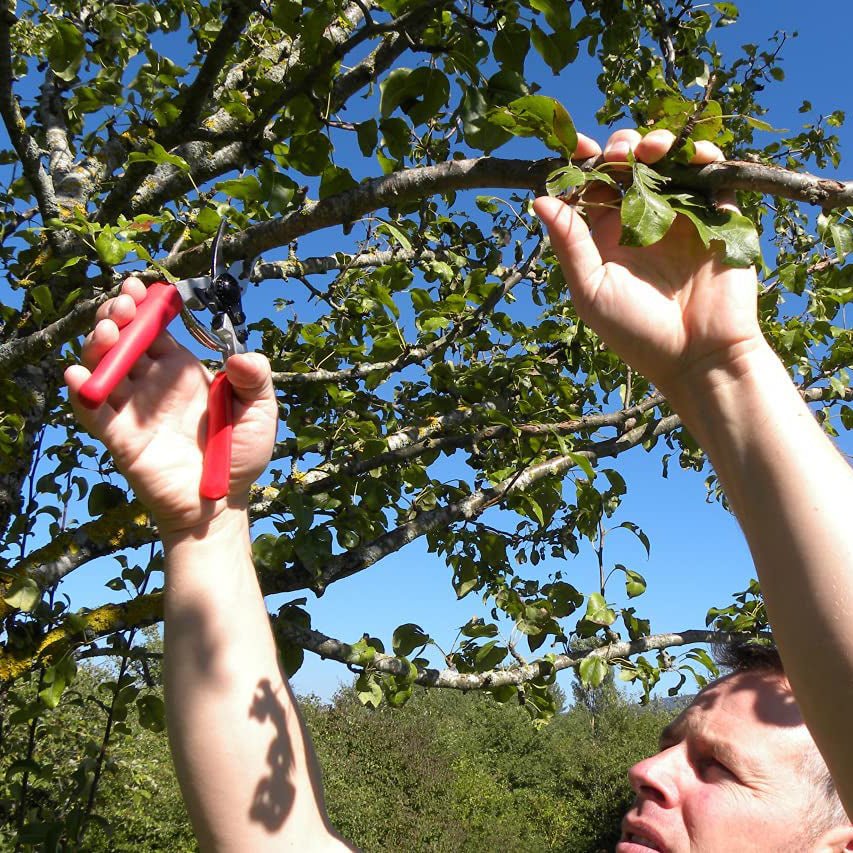 Felco F12 Classic Pruner - Greenhouse Megastore